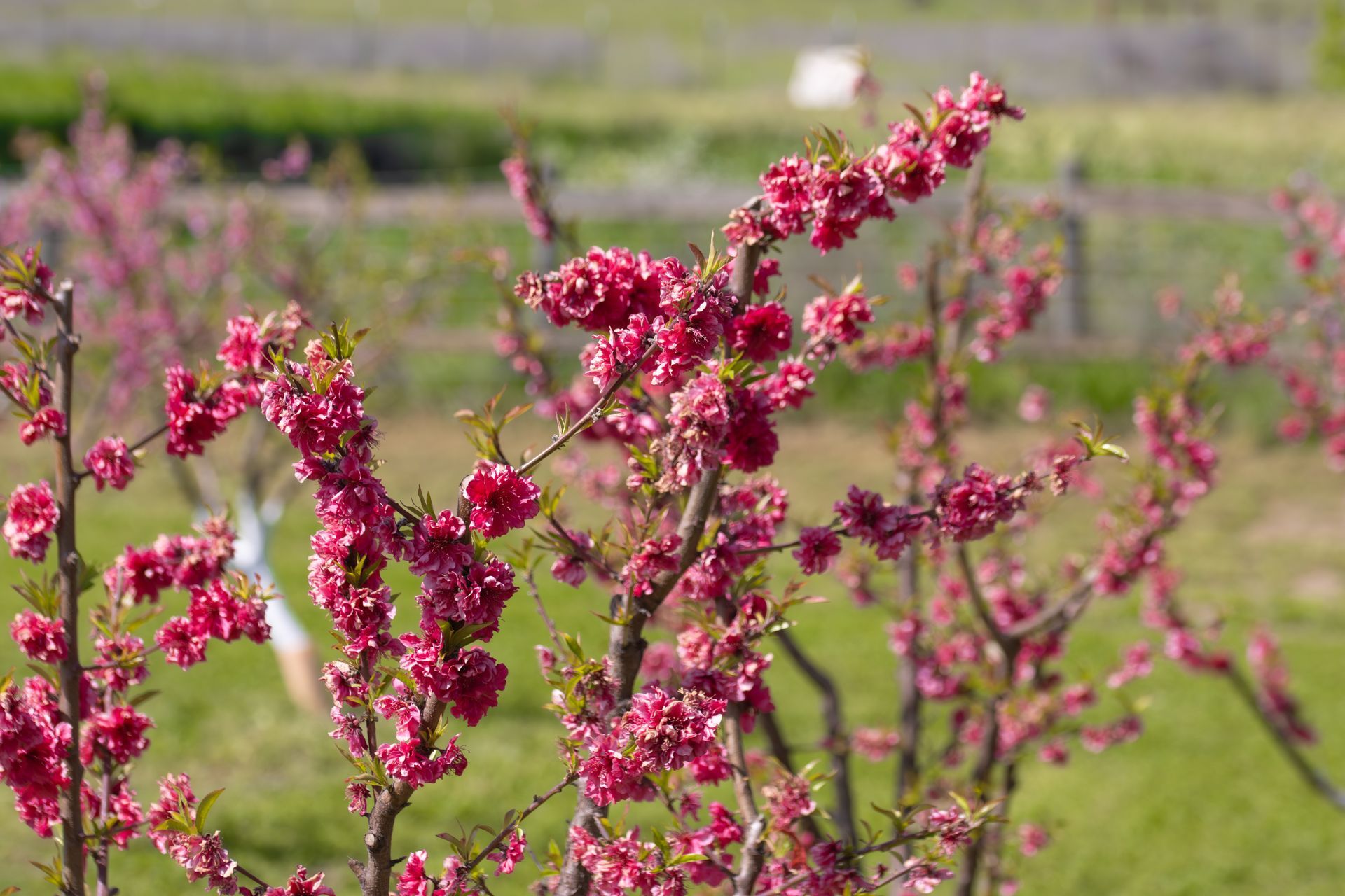 Branches of a flowering peach tree with vibrant pink, ruffled blossoms in a sunny outdoor orchard.