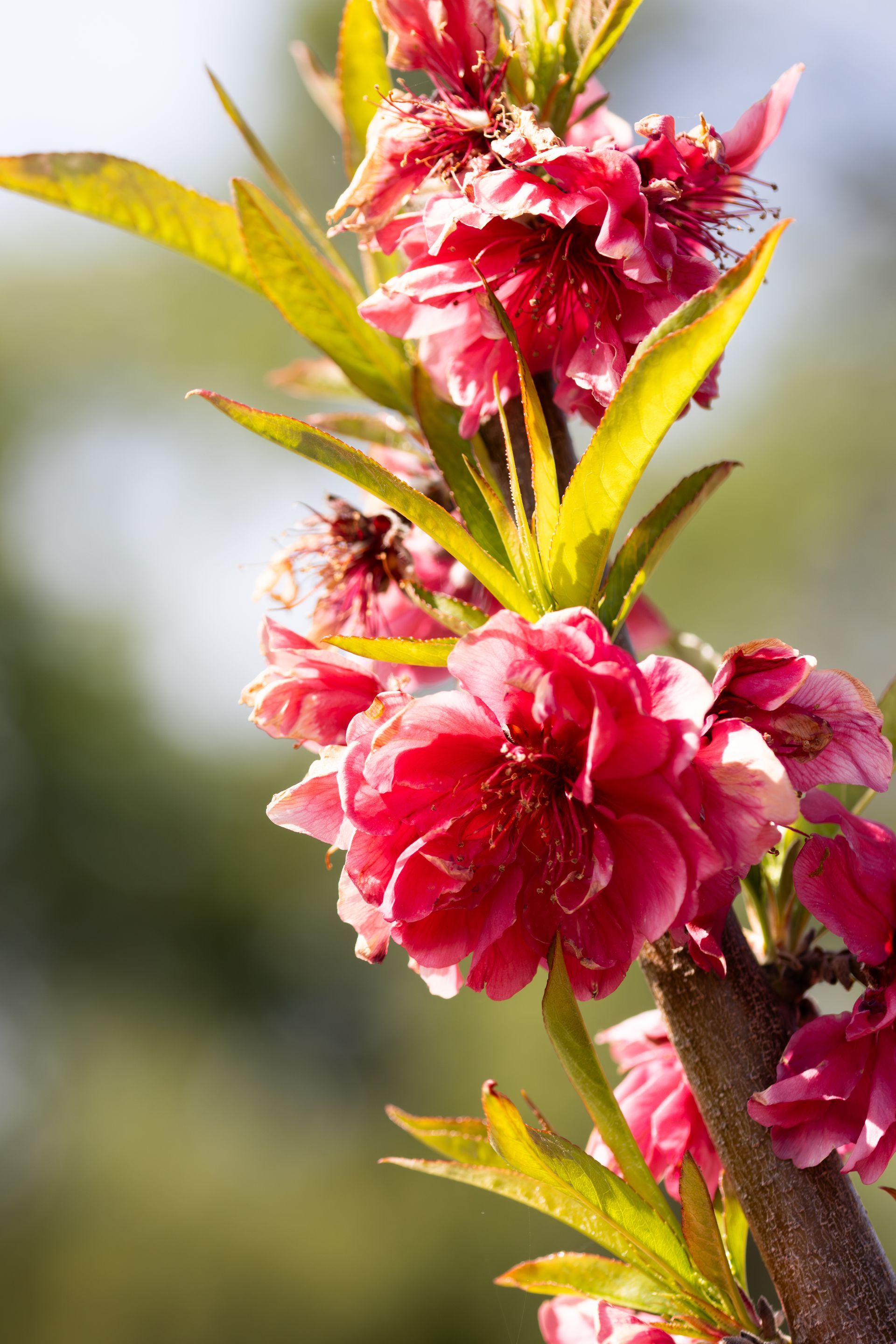 A vertical branch of a flowering peach tree with vibrant pink, ruffled blossoms and bright green leaves in sunlight.