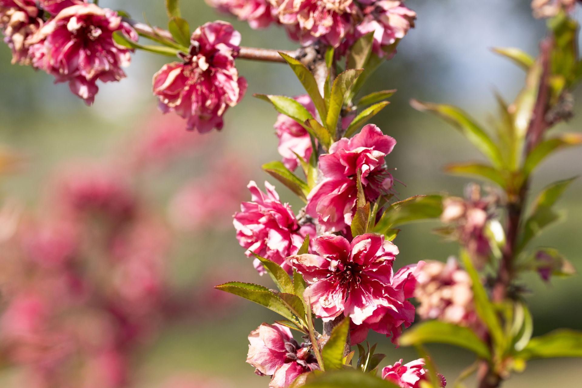 Close-up of bright pink, multi-petaled blossoms on a flowering branch with green leaves against a soft, blurred background.