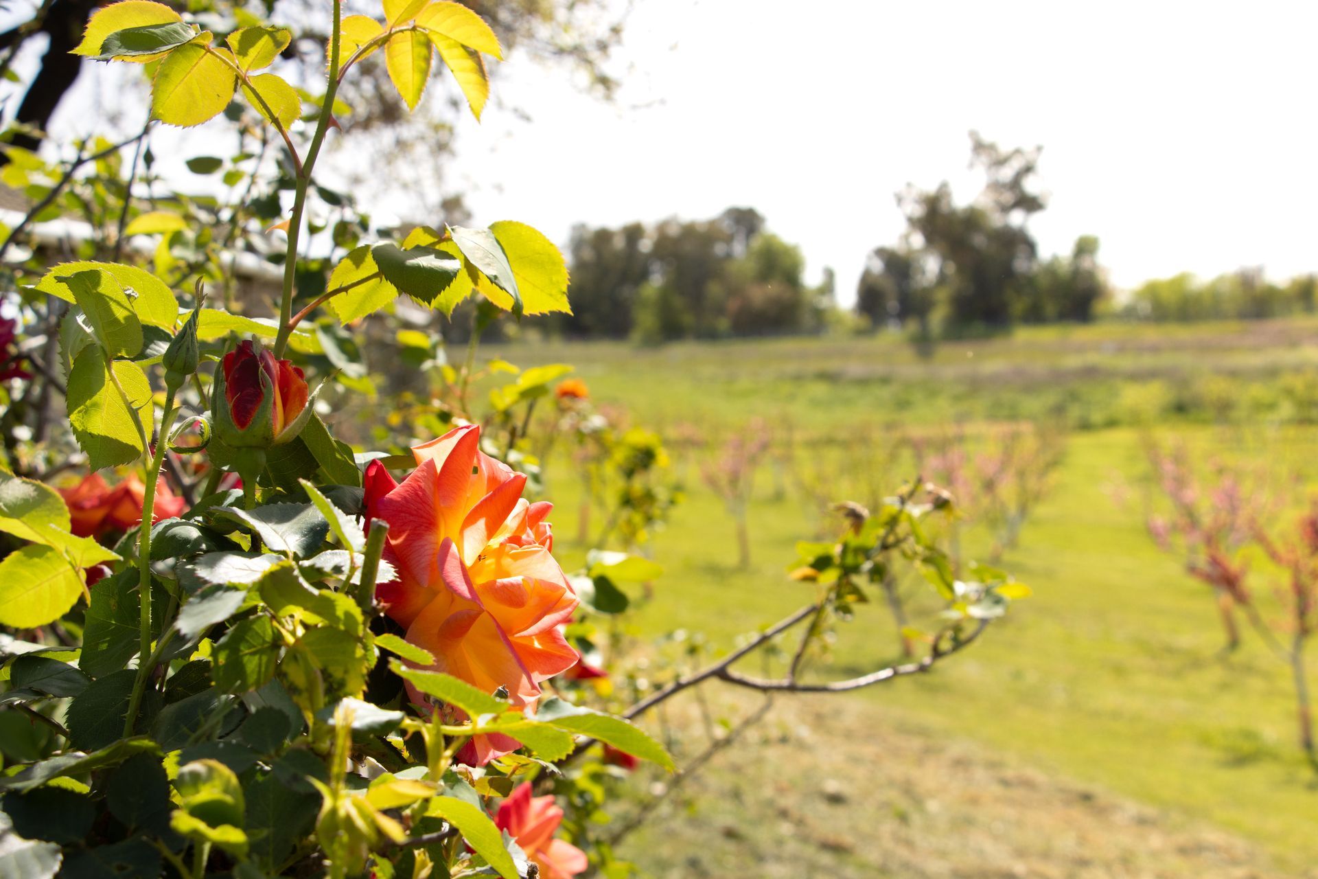 Vibrant orange and yellow roses bloom in the foreground with a sunny, blurred orchard in the background.