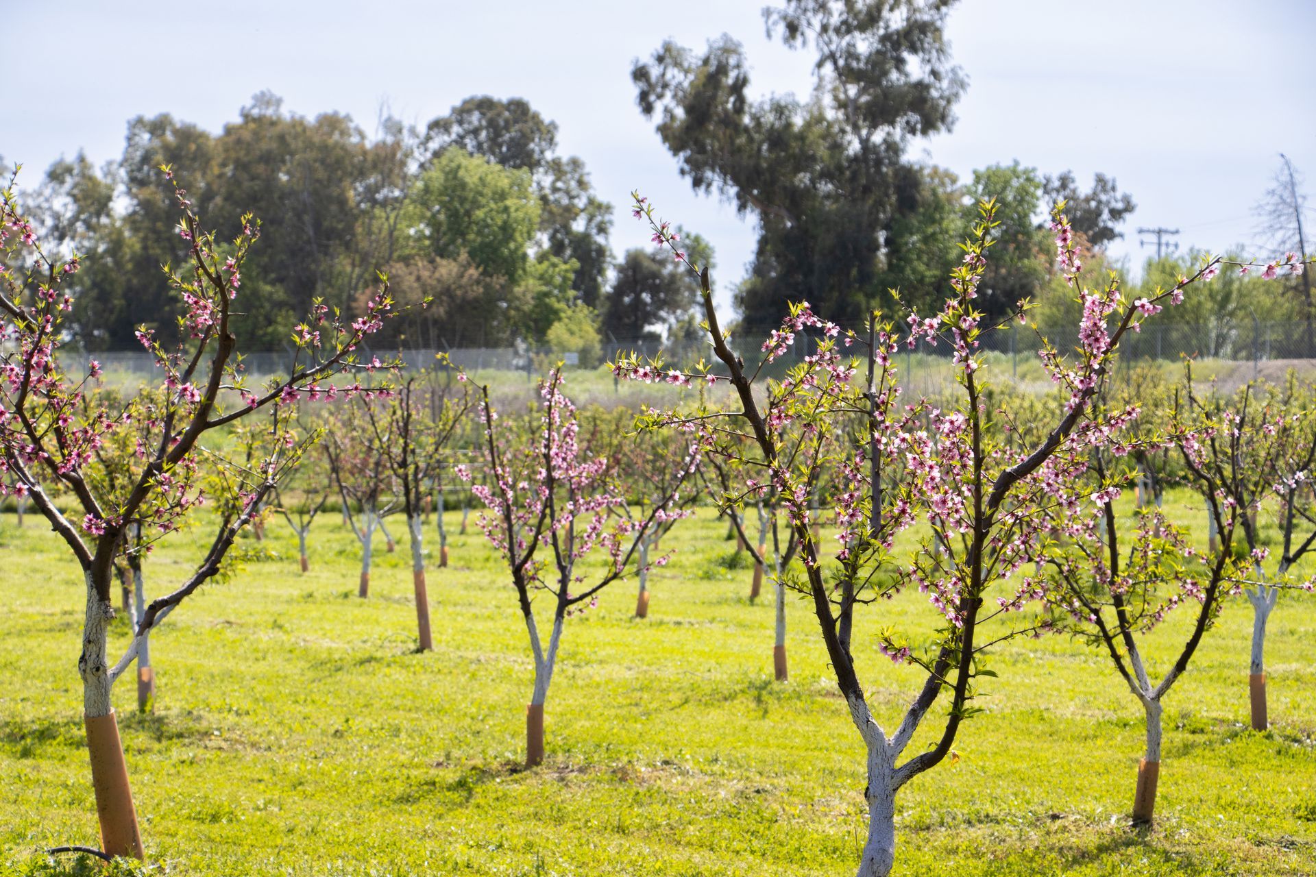 A rows of small, pink-blossomed fruit trees planted in a grassy orchard on a sunny day.
