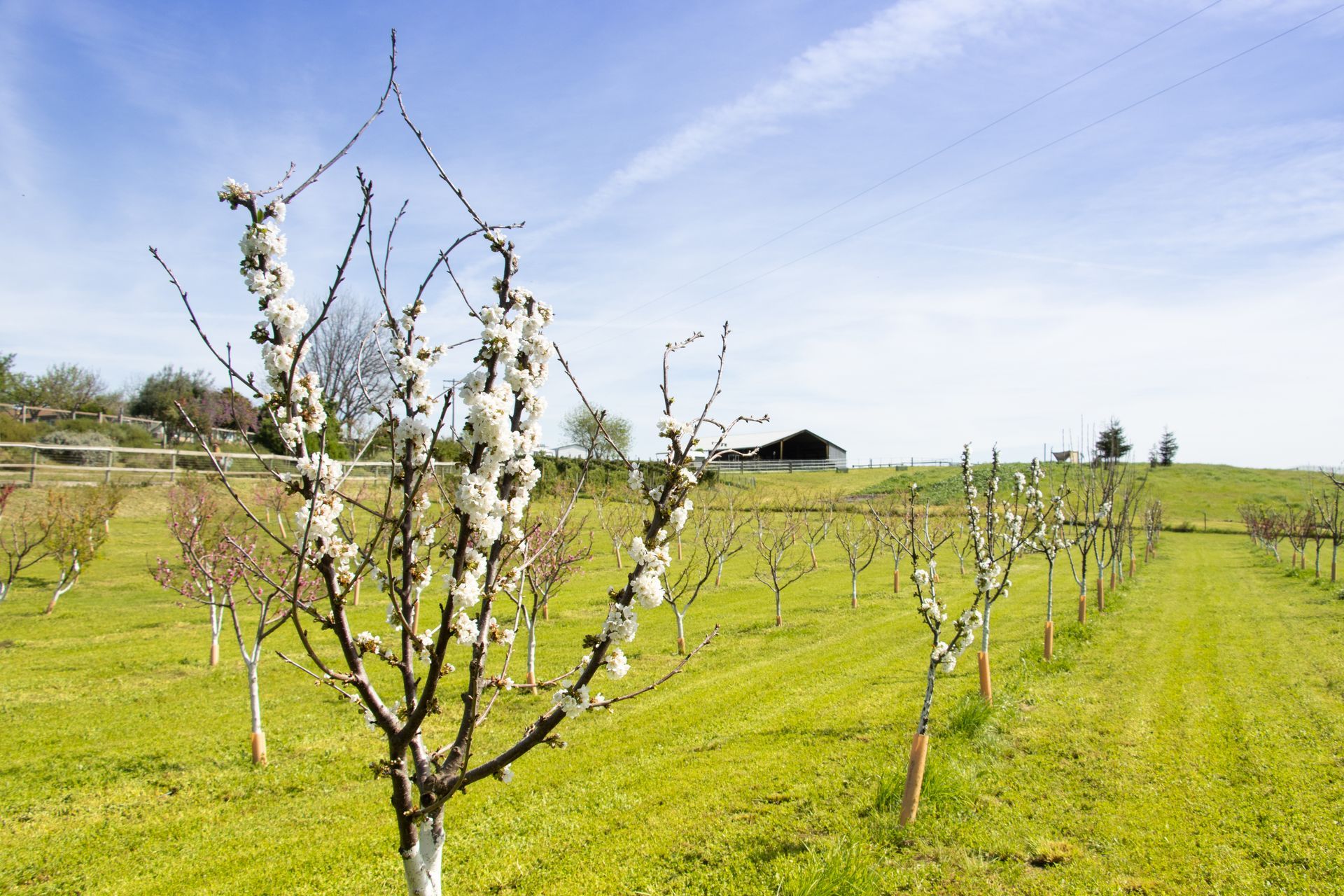 A row of young fruit trees in blossom stands in a green field under a clear blue sky, with a distant barn.
