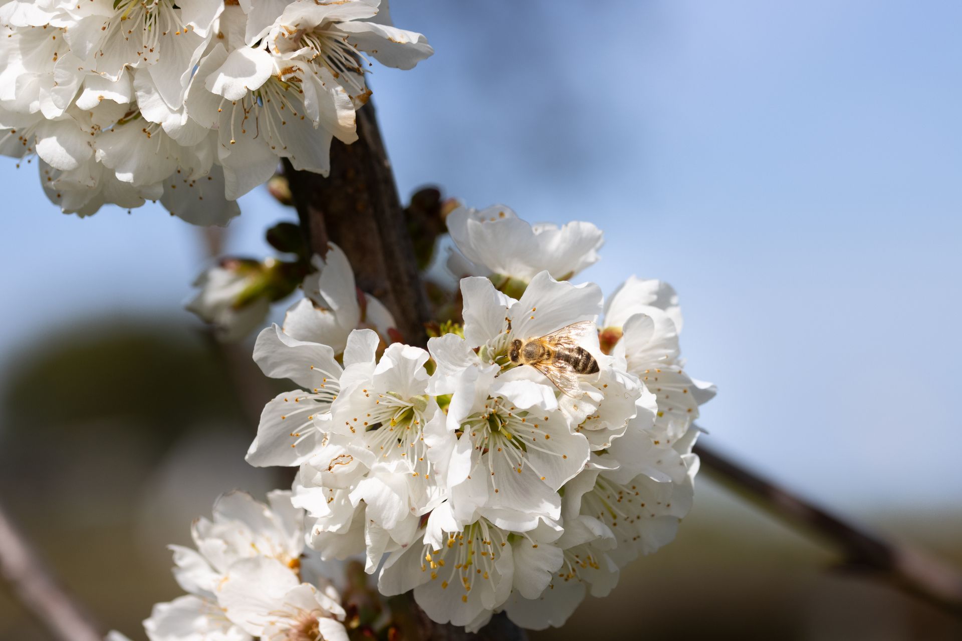 A honey bee collecting pollen from a cluster of white cherry blossoms on a branch against a blurred blue sky.
