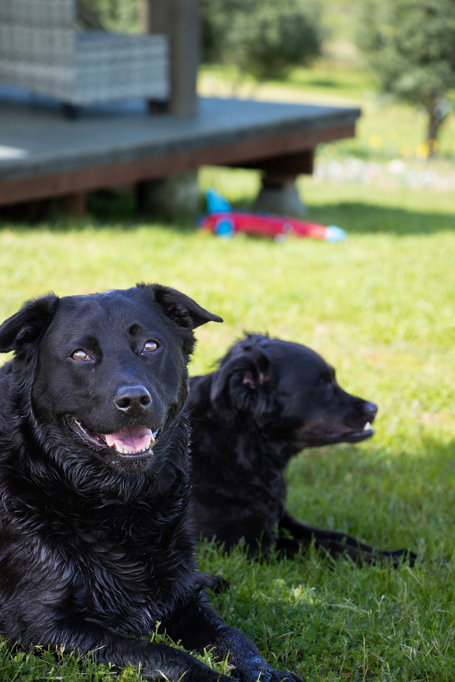 Two black dogs resting in the grass, one smiling in the foreground and another looking to the side in the background.