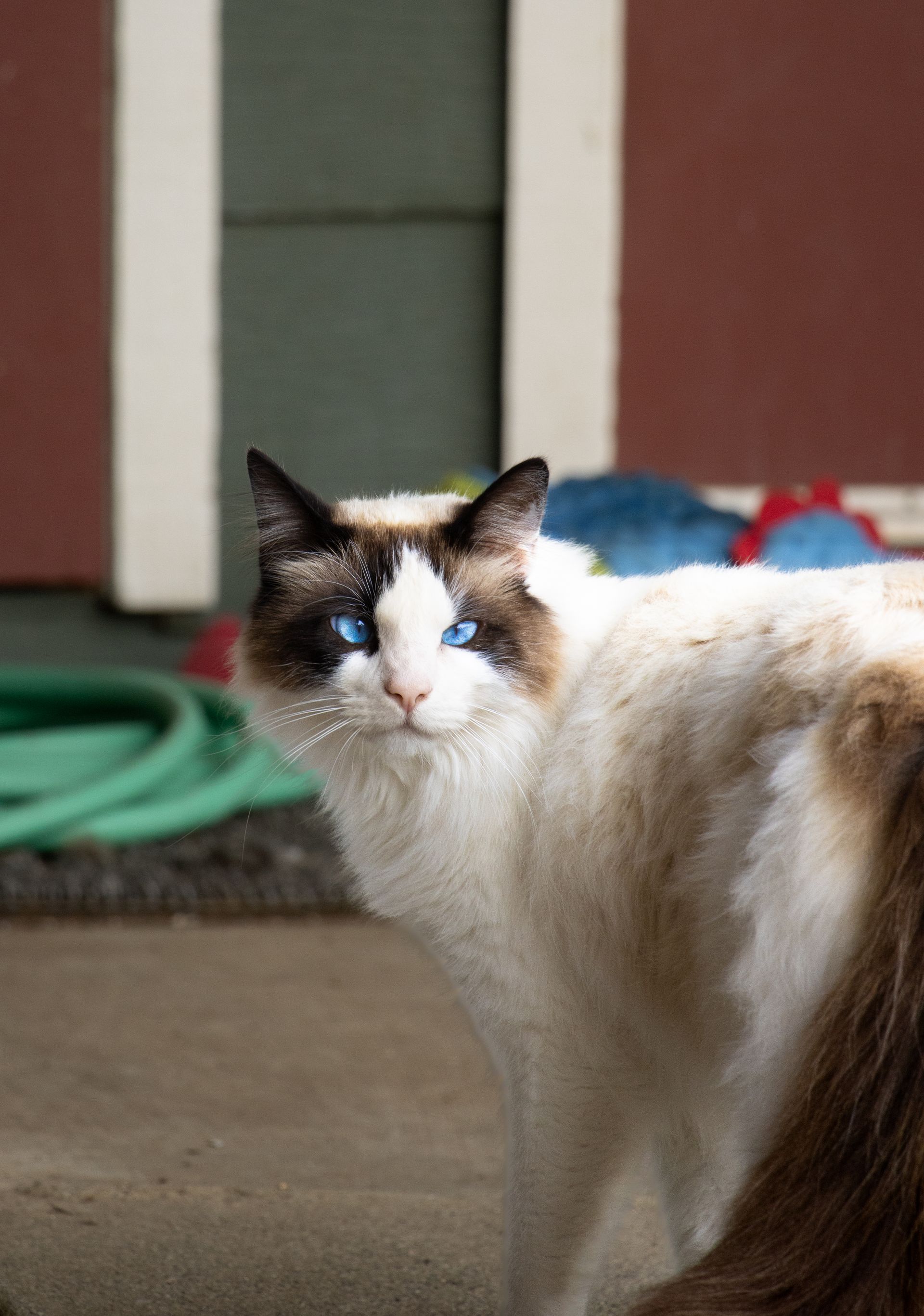 A Ragdoll cat with striking blue eyes and dark brown facial markings looks back from a concrete patio.