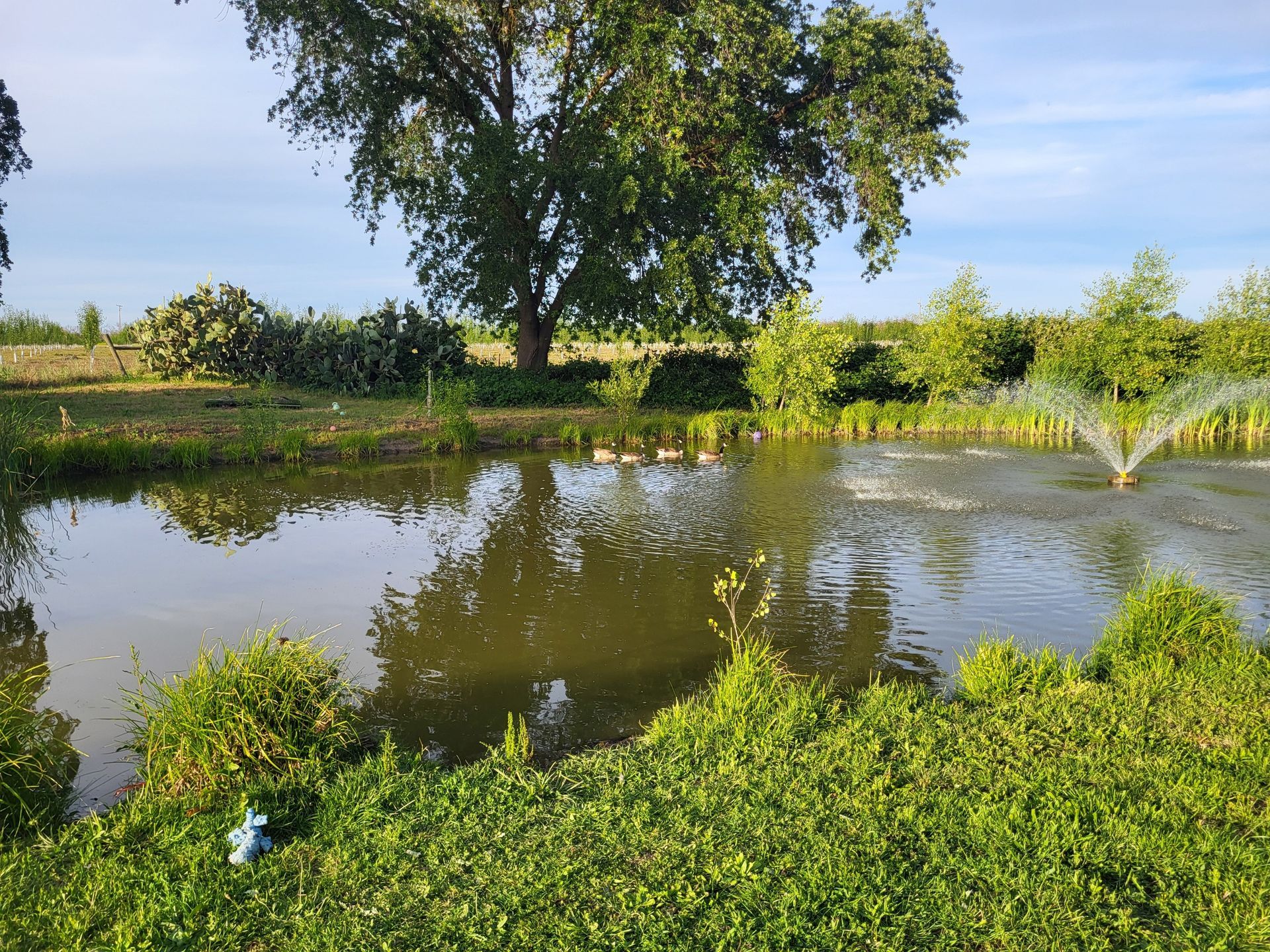 Quiet pond with rippling water, green shrubs, and a large tree under a clear blue sky