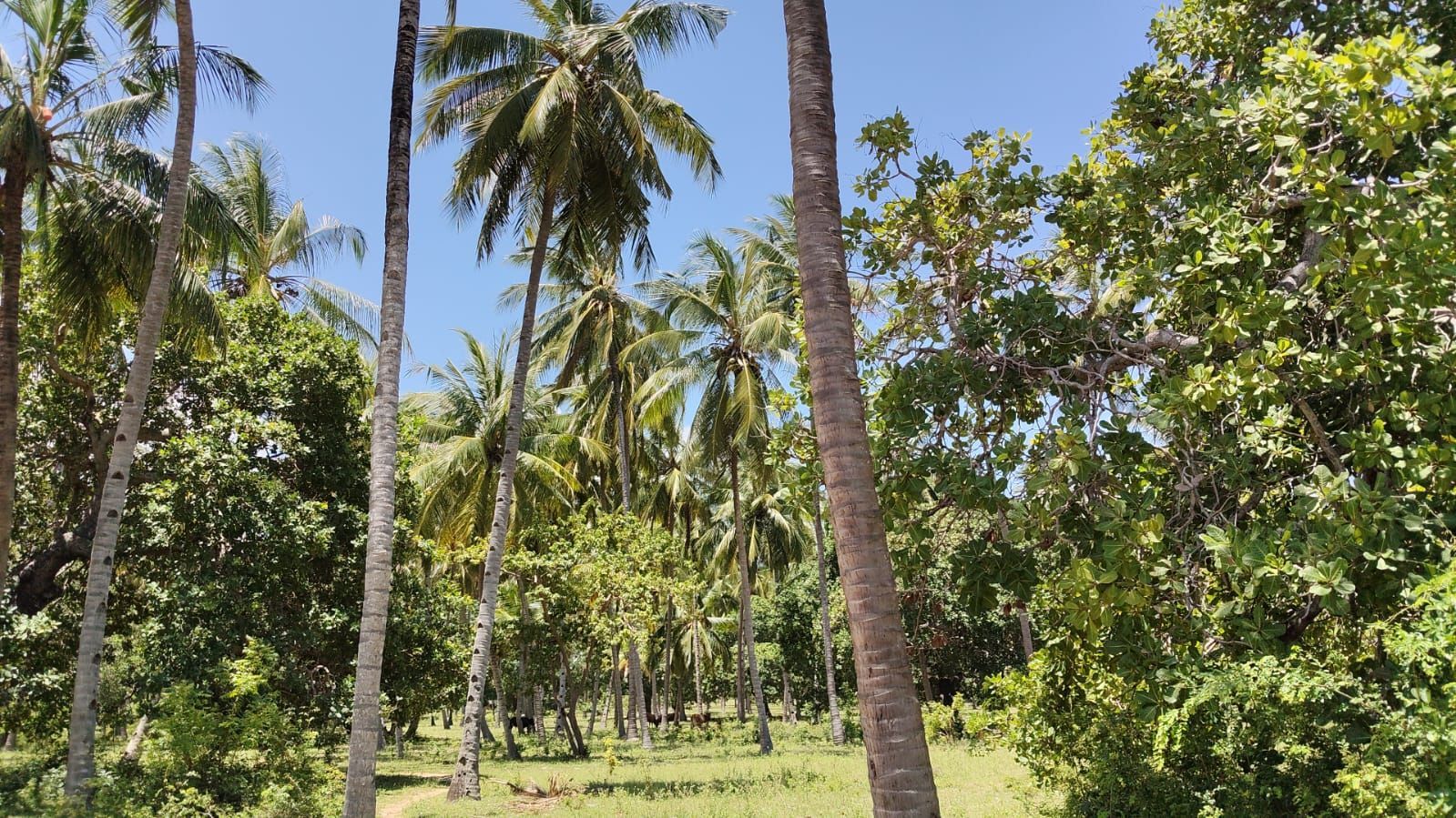 1-Acre Coconut Land – Crab Shak Area