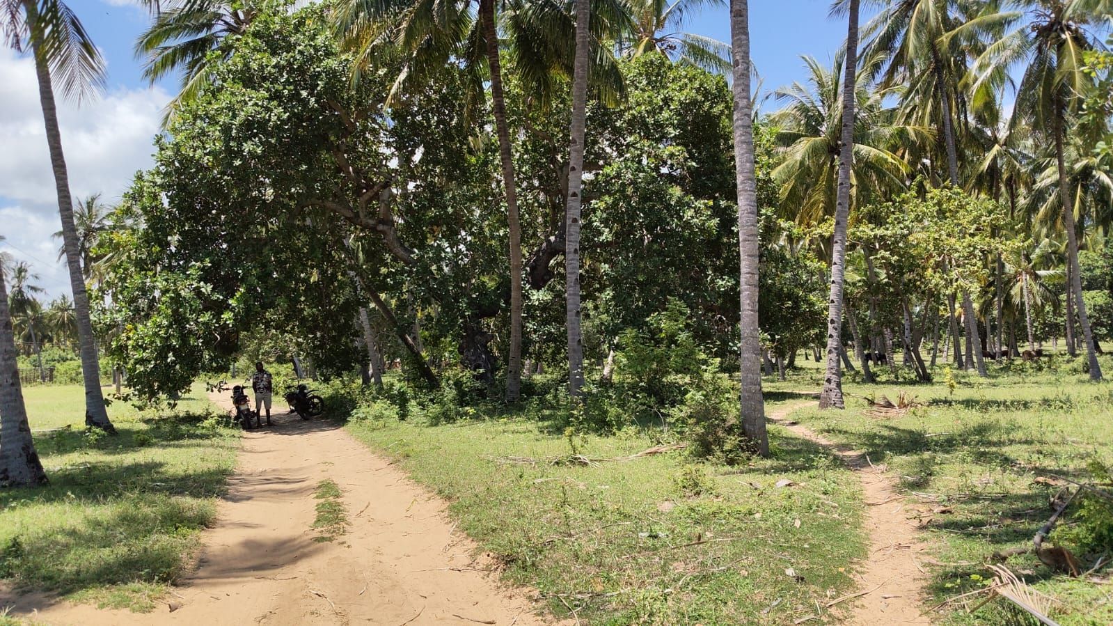 1-Acre Coconut Land – Crab Shak Area