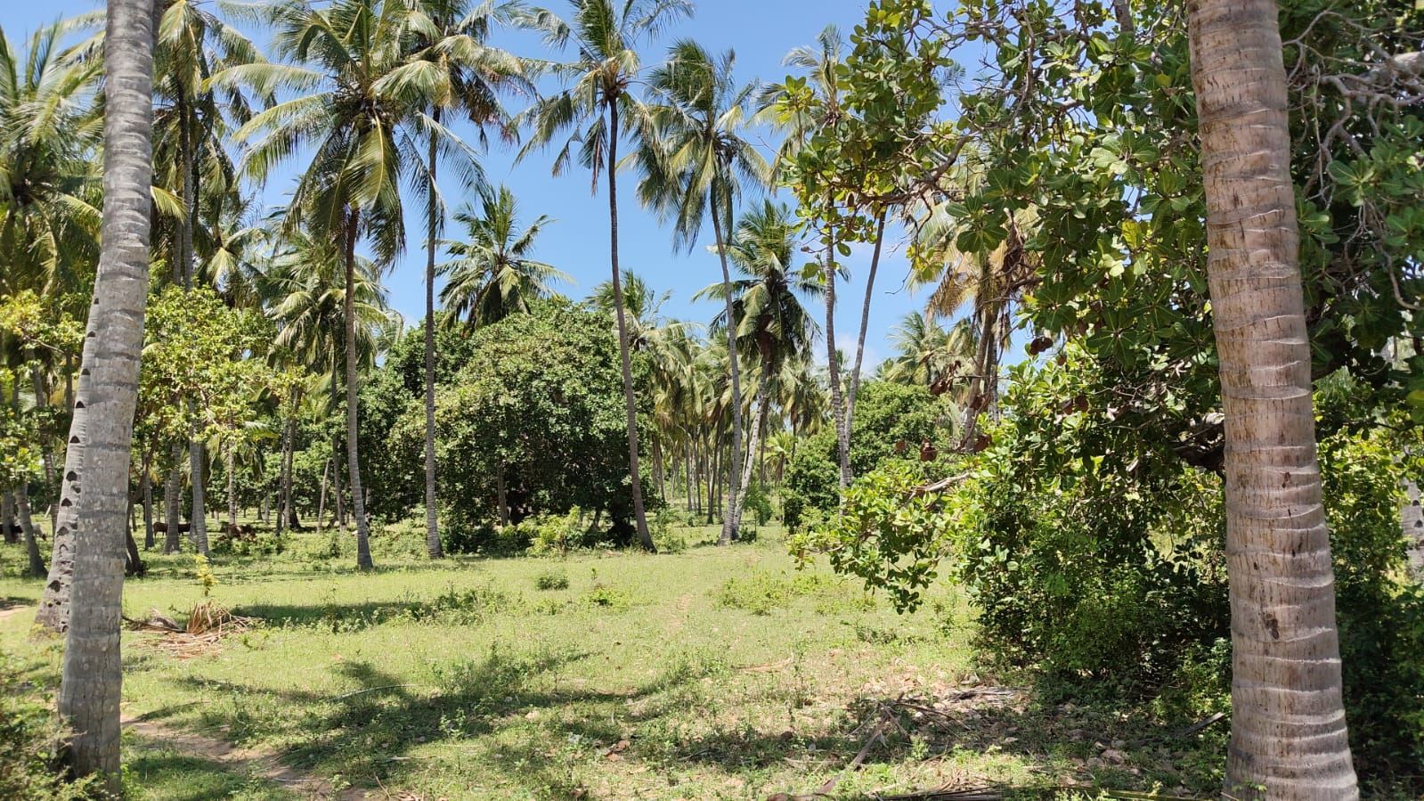 1-Acre Coconut Land – Crab Shak Area
