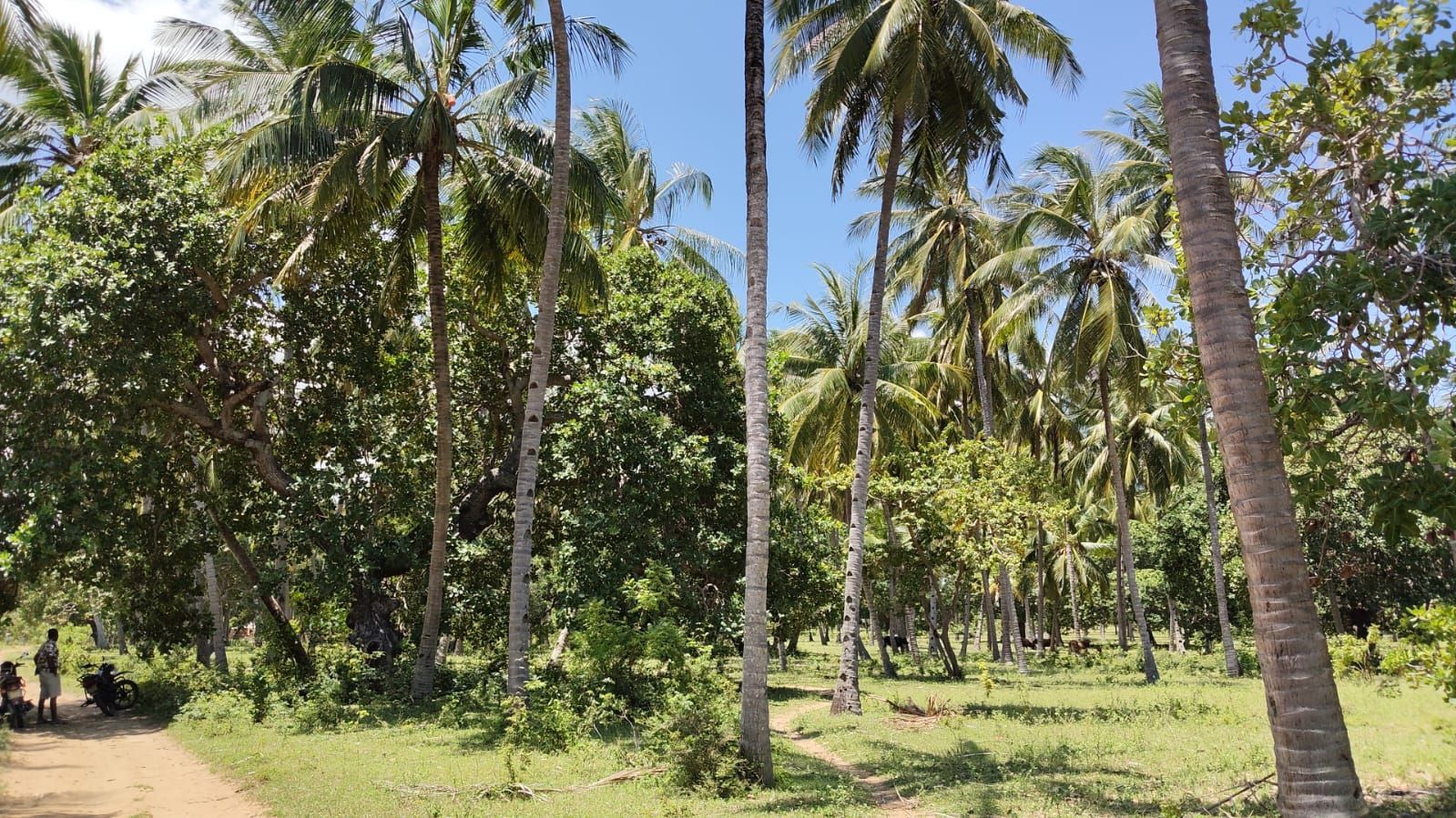 1-Acre Coconut Land – Crab Shak Area