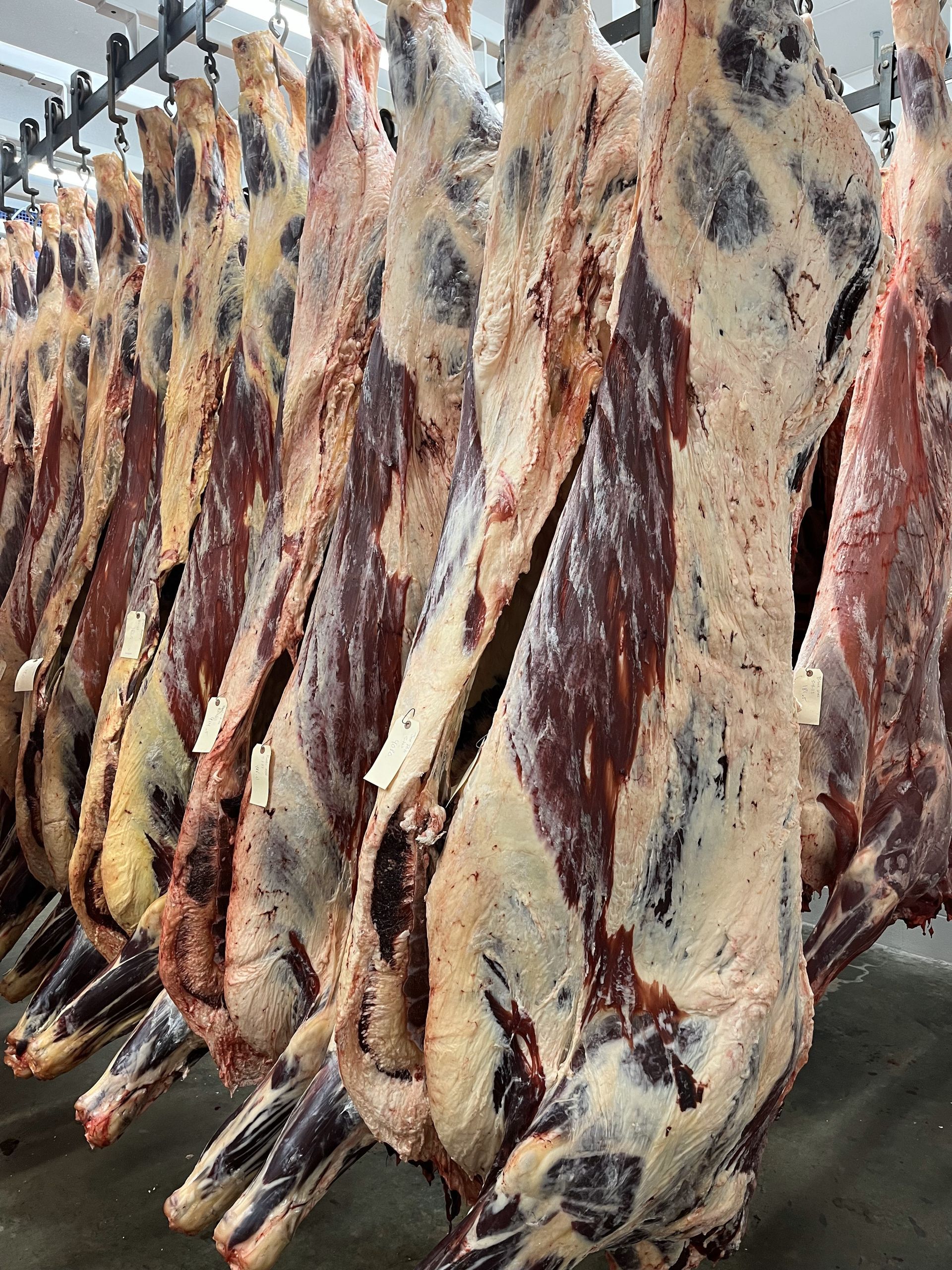 A row of raw beef hanging from hooks in a warehouse.