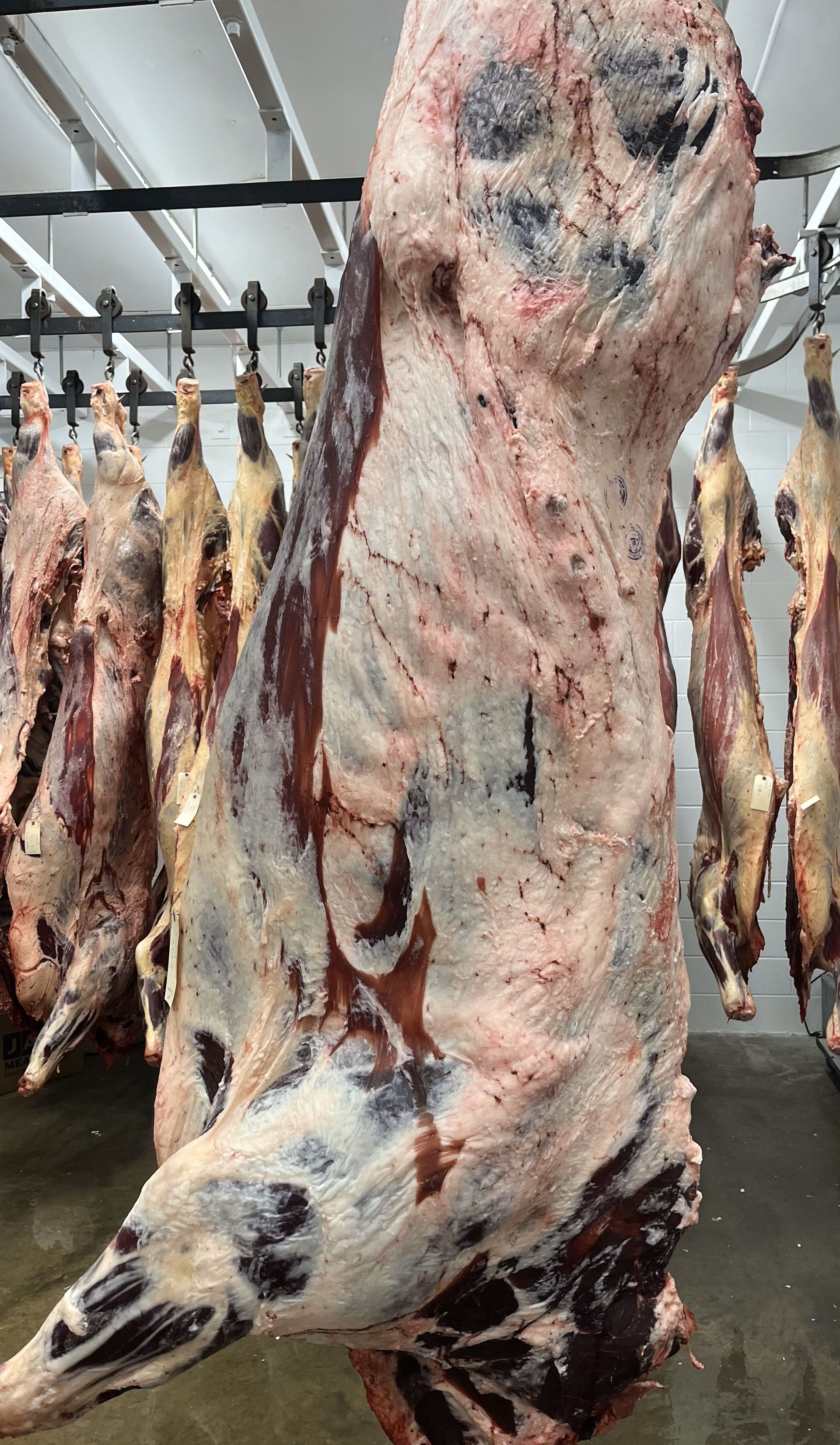 Several beef carcasses hang from meat hooks in a refrigerated processing facility.