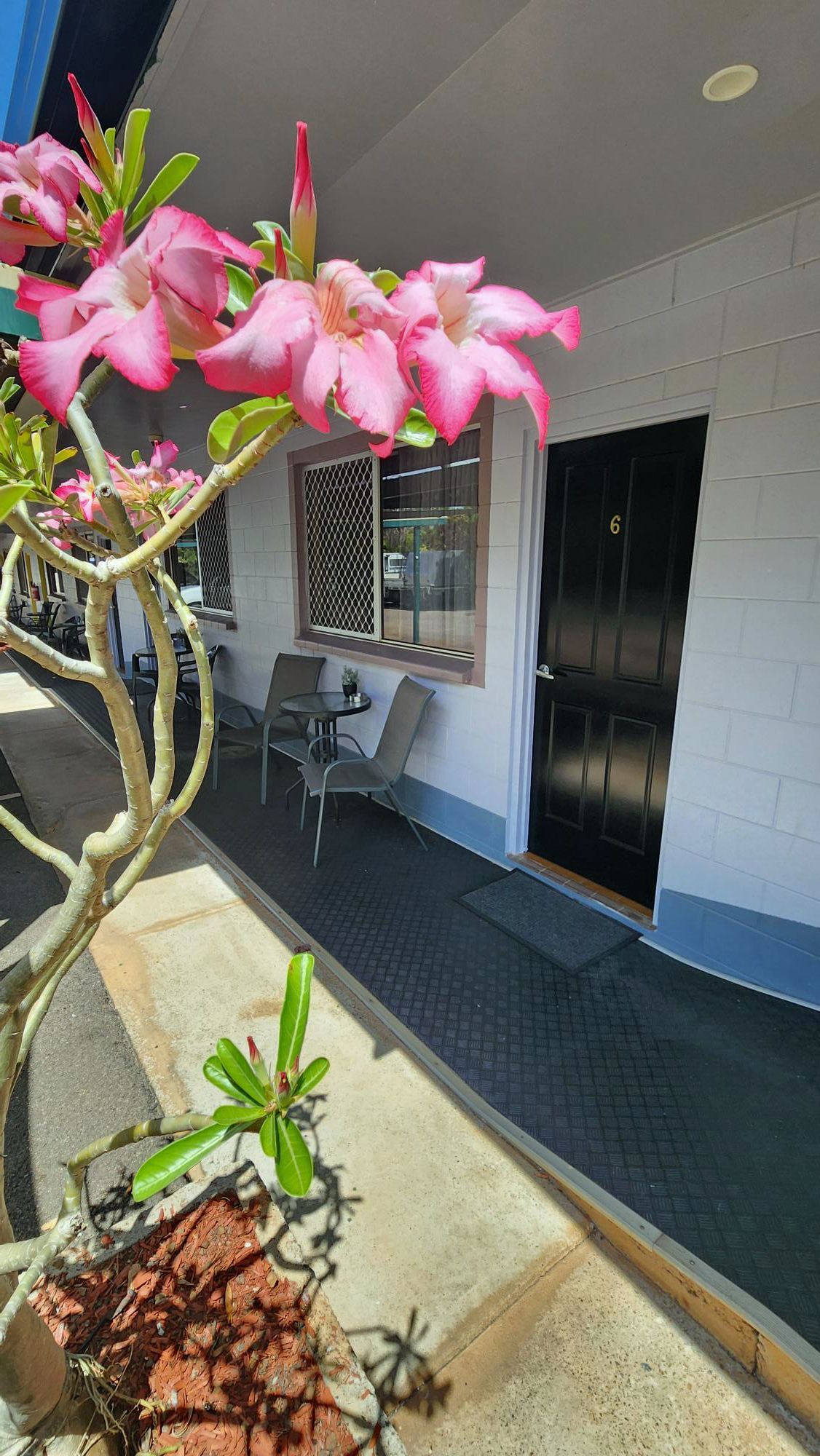 Pink flowers on a potted plant beside a porch with a chair, window, and black front door