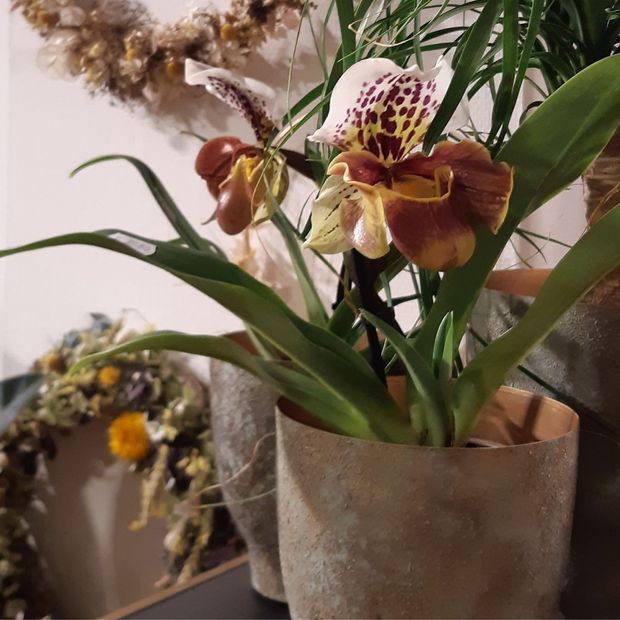 eine Nahaufnahme einer Blume in einem Topf