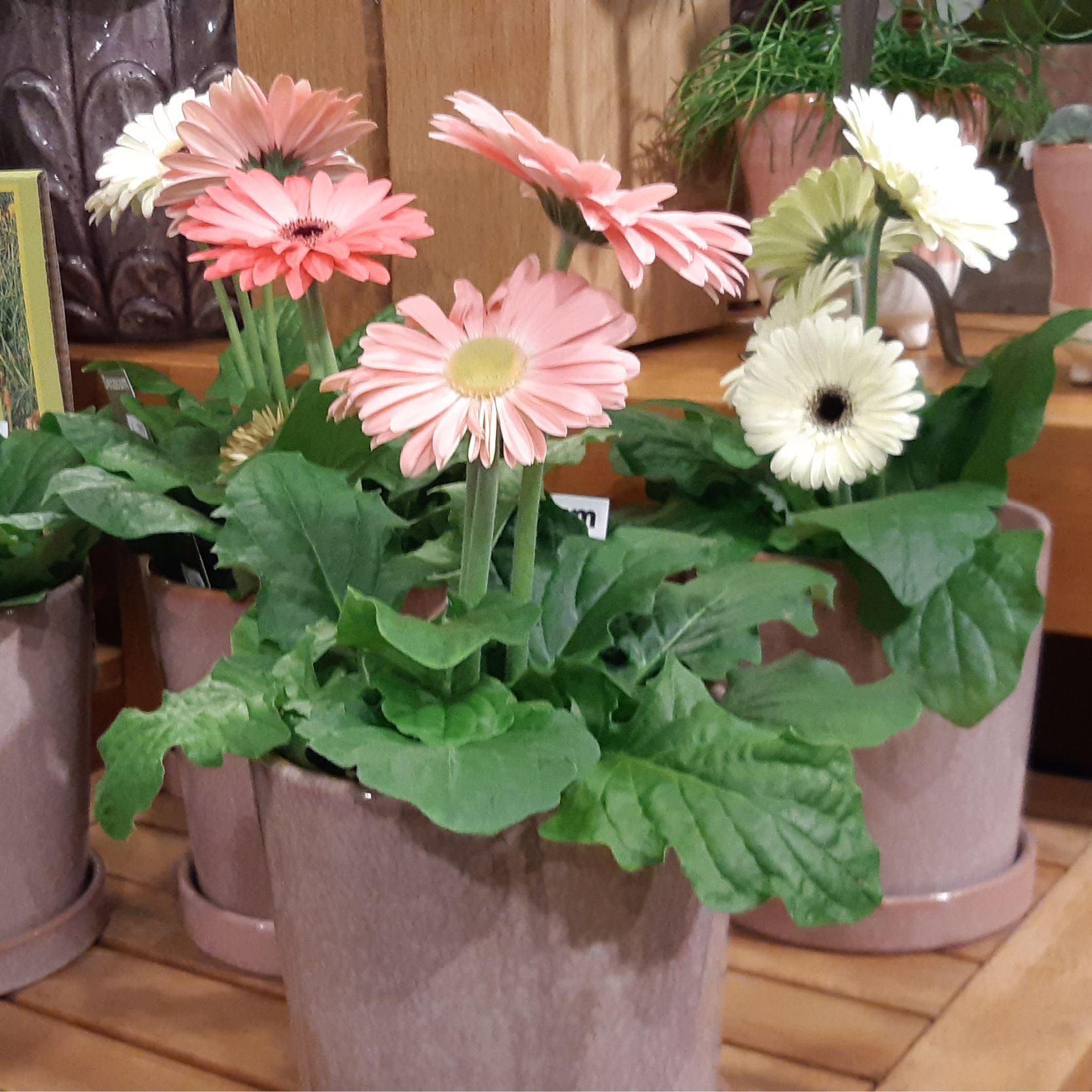 eine Gruppe von Blumentöpfen mit rosa und weißen Blumen