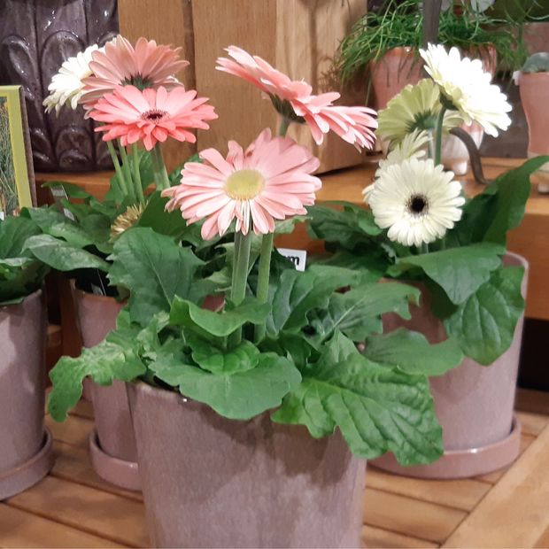 eine Gruppe von Blumentöpfen mit rosa und weißen Blumen