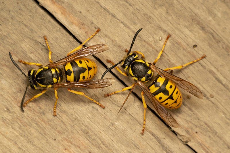 Yellowjackets
