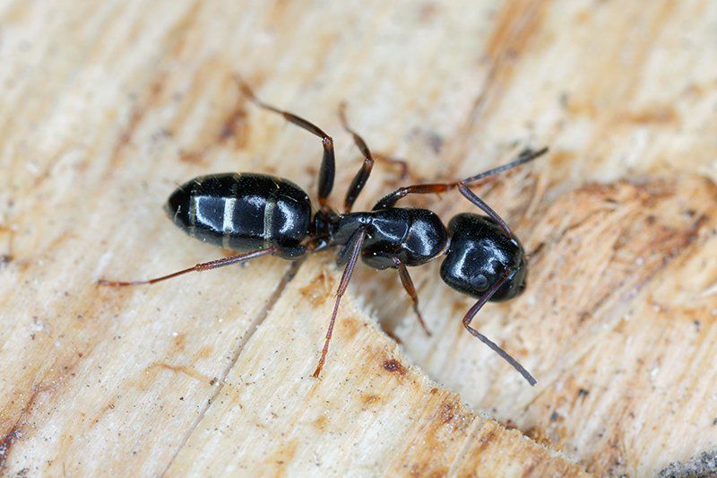 Carpenter Ants