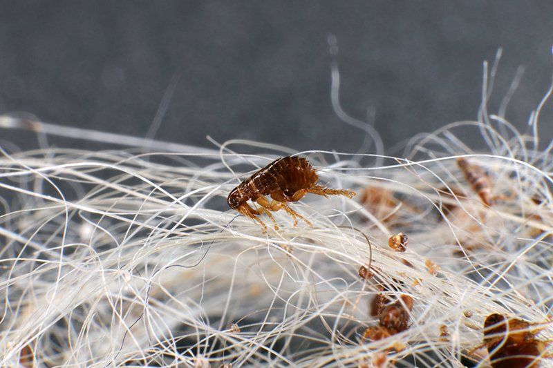 Fleas