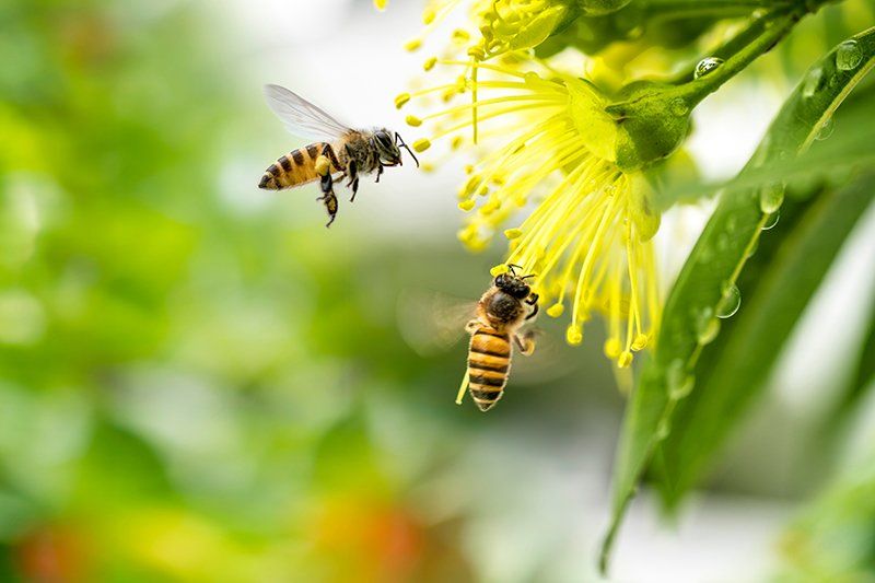 Bees