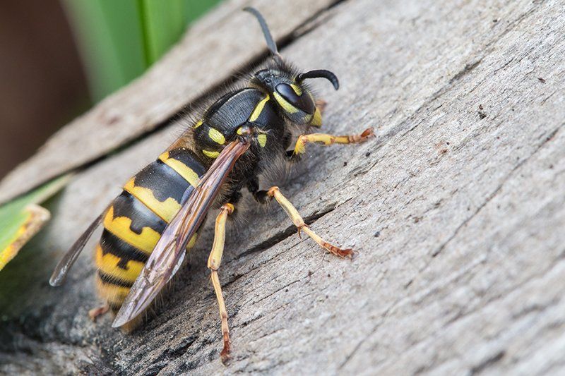 Wasp