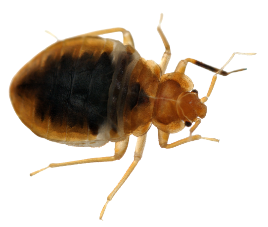 Bed Bug