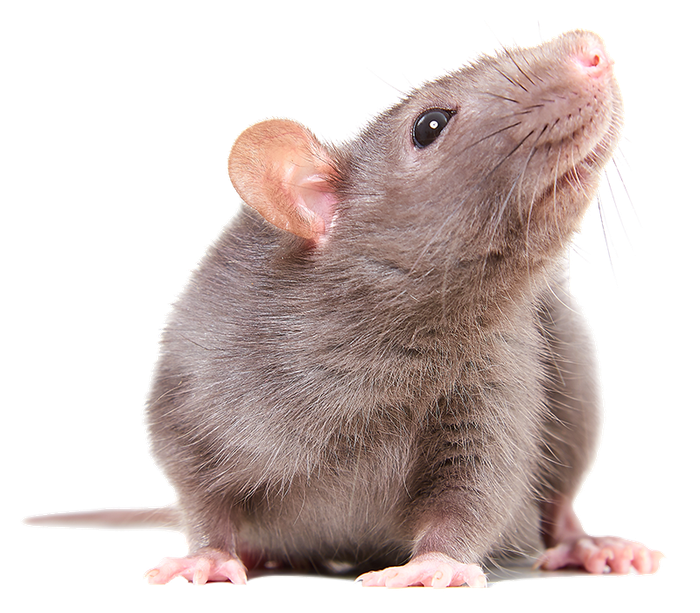 Curious Rat