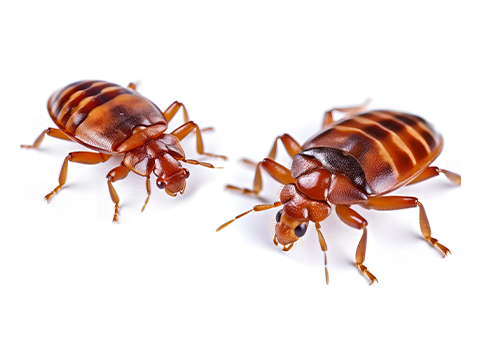 beg bugs