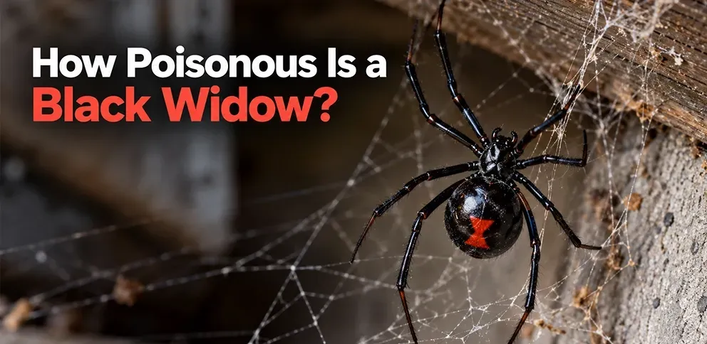 black widow blog banner