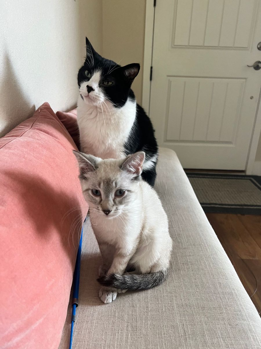 Two black-and-white cats sitting on a couch beside a pink blanket