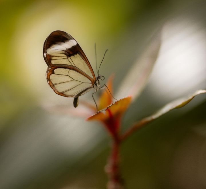 butterfly on twig