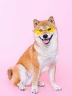Shiba Inu wearing yellow glasses, sitting against a pink background with tongue out