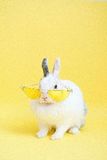White bunny wearing yellow sunglasses on a bright yellow background