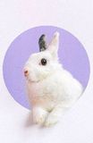 White rabbit with black-tipped ears against a lavender circular background