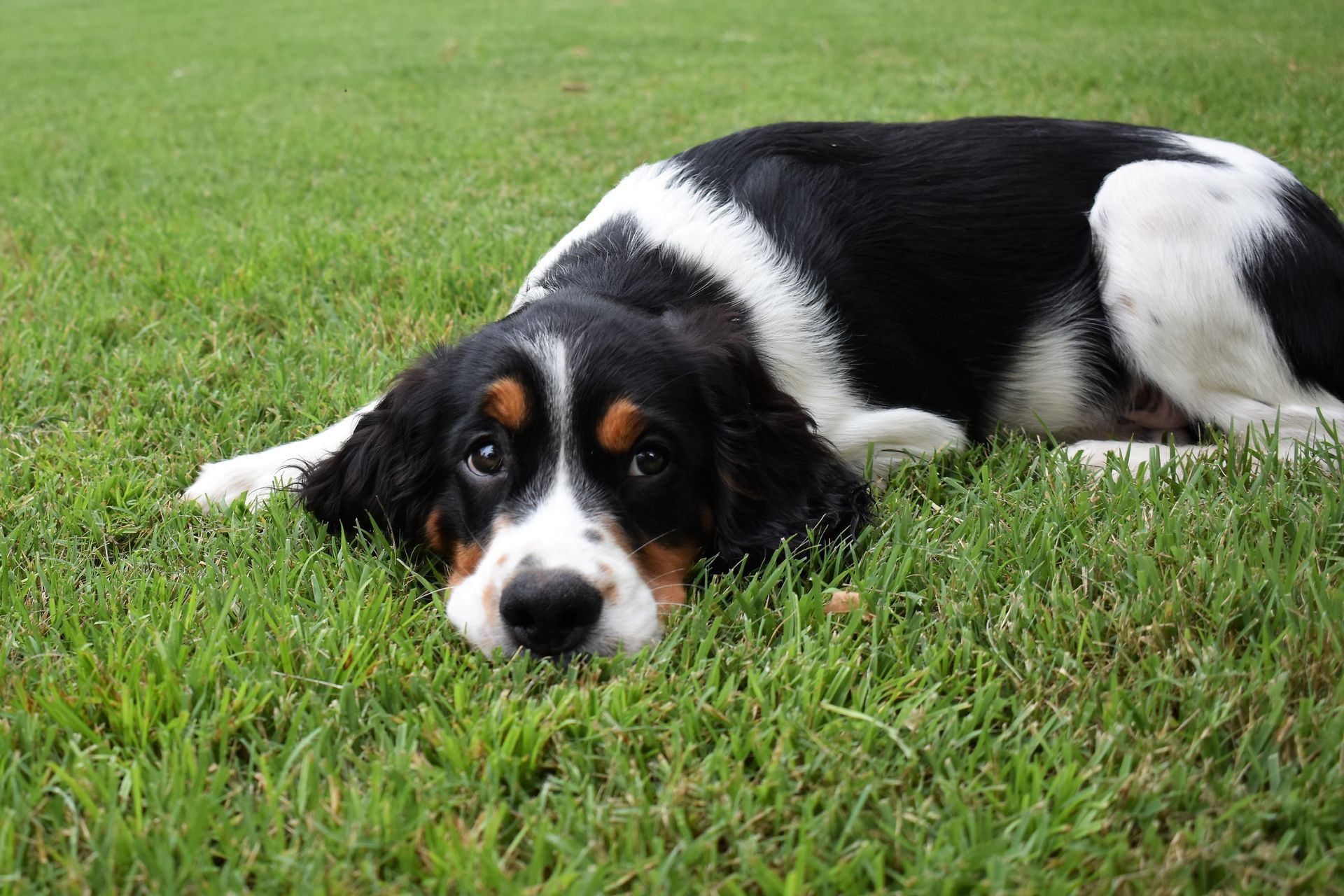 Photo of a black, white, and brown puppy laying in the grass.