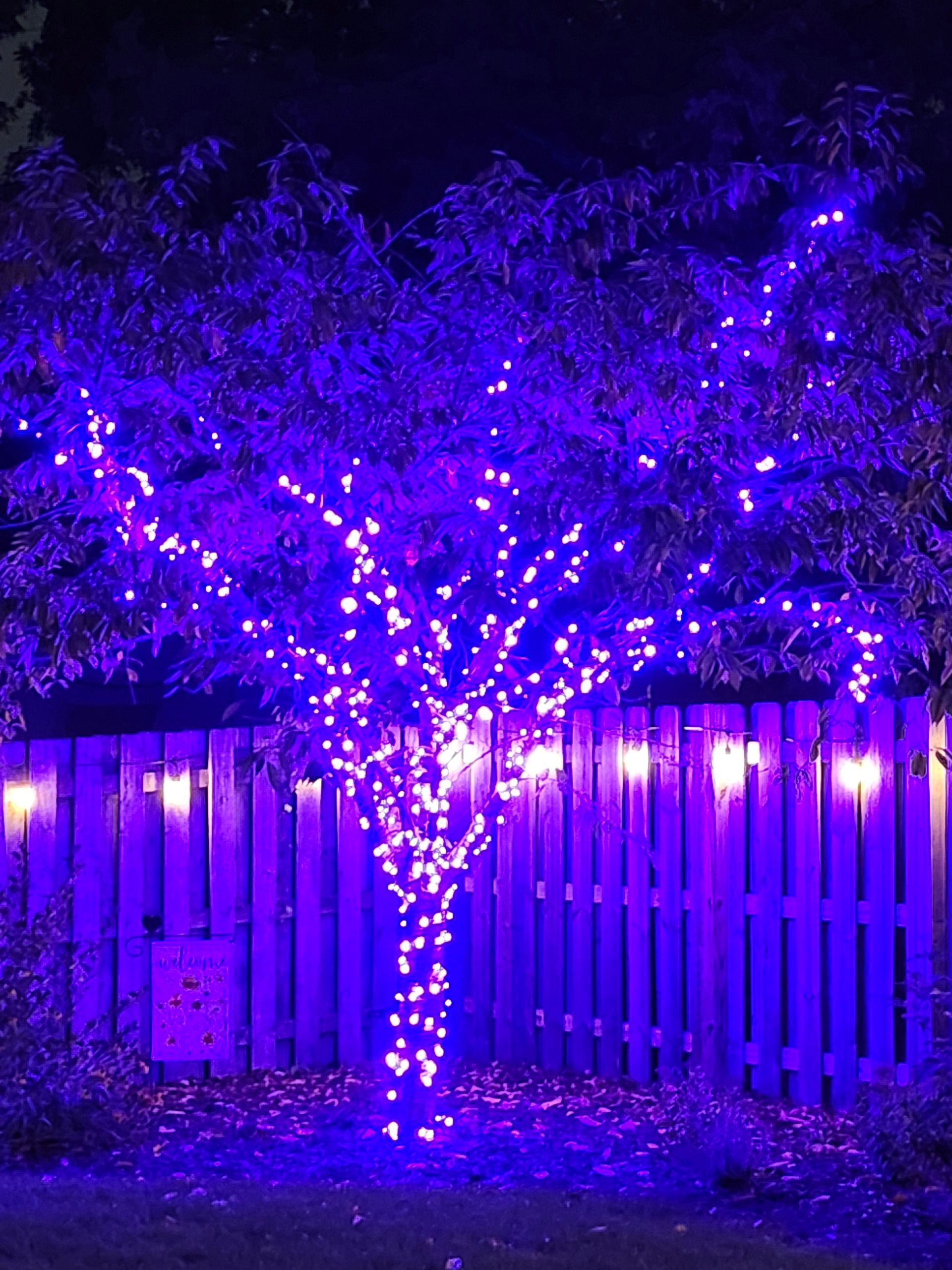 Tree wrapped in purple string lights in front of a wooden fence at night