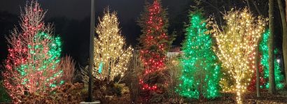 Tree Wrapping & Canopy Lighting