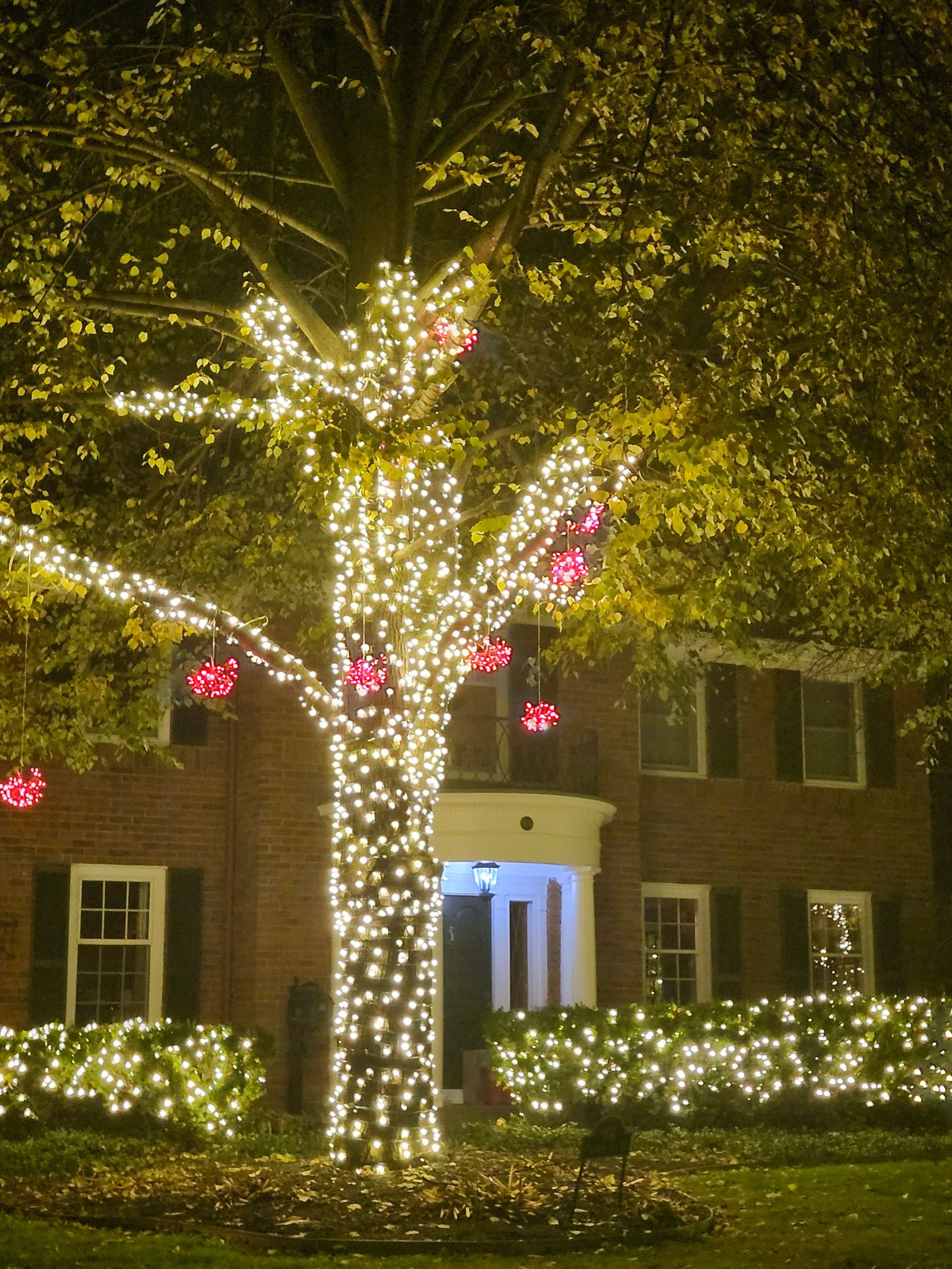 House and tree lit with warm white holiday lights at night, with glowing pink accents.