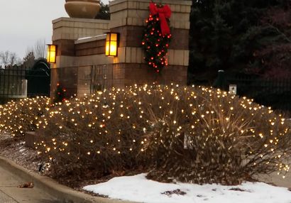 Shrub & Hedge Illumination
