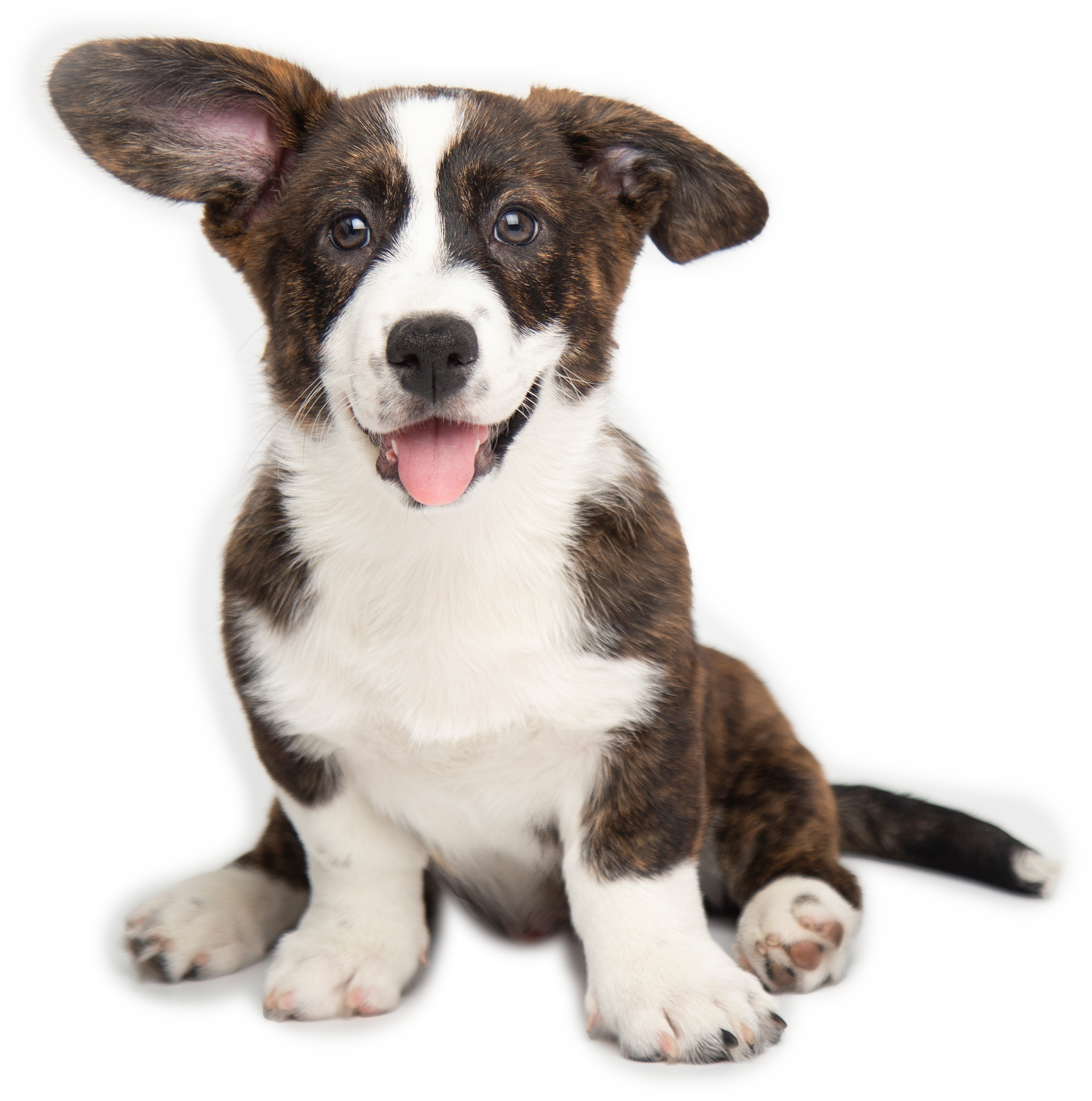 Doggie Daycare in Belton, TX 