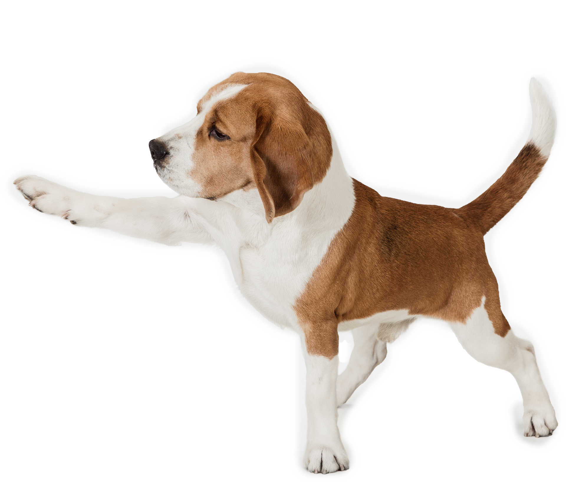 Doggie Daycare in Belton, TX 