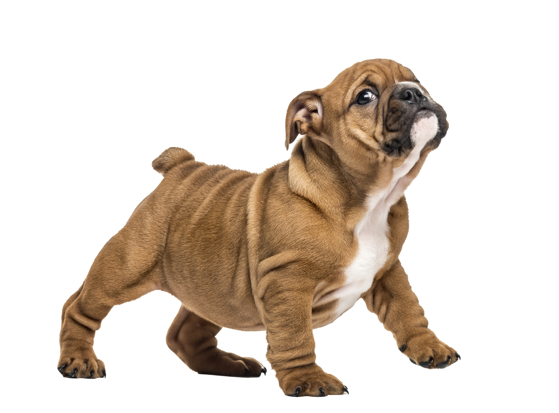 Pet Training in Belton, TX 
