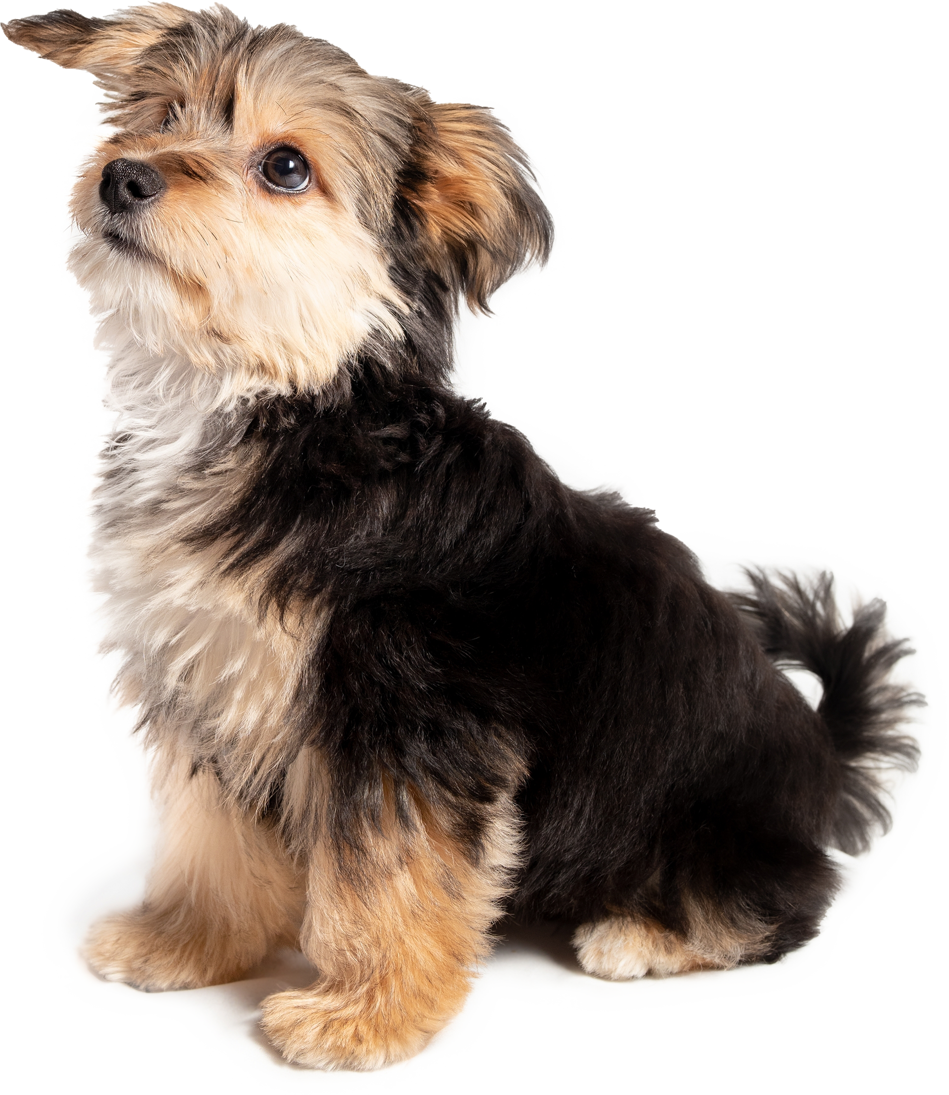 Pet Training in Belton, TX 
