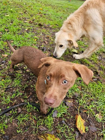 Doggie Daycare in Belton, TX