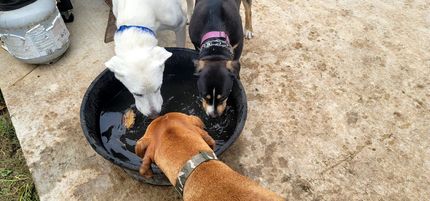 Dog Boarding in Belton, TX