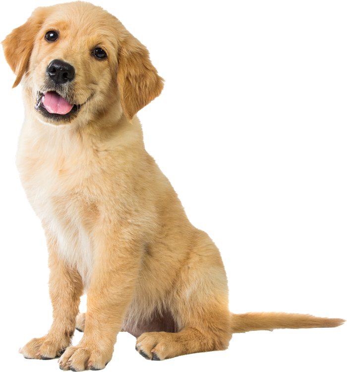 Puppy Training in Belton, TX 