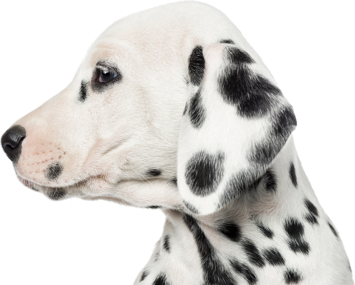 Dog Trainer in Belton, TX
