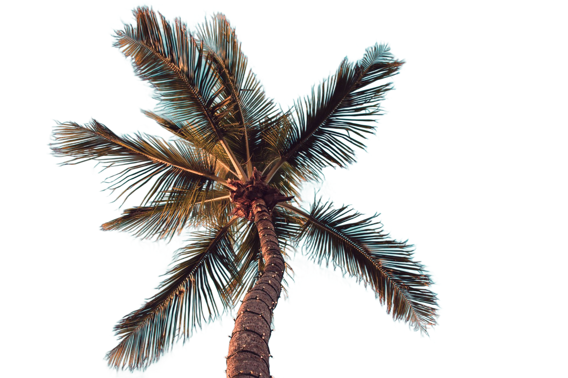 Palm fronds against a blue sky on the Condado shoreline in San Juan, Puerto Rico