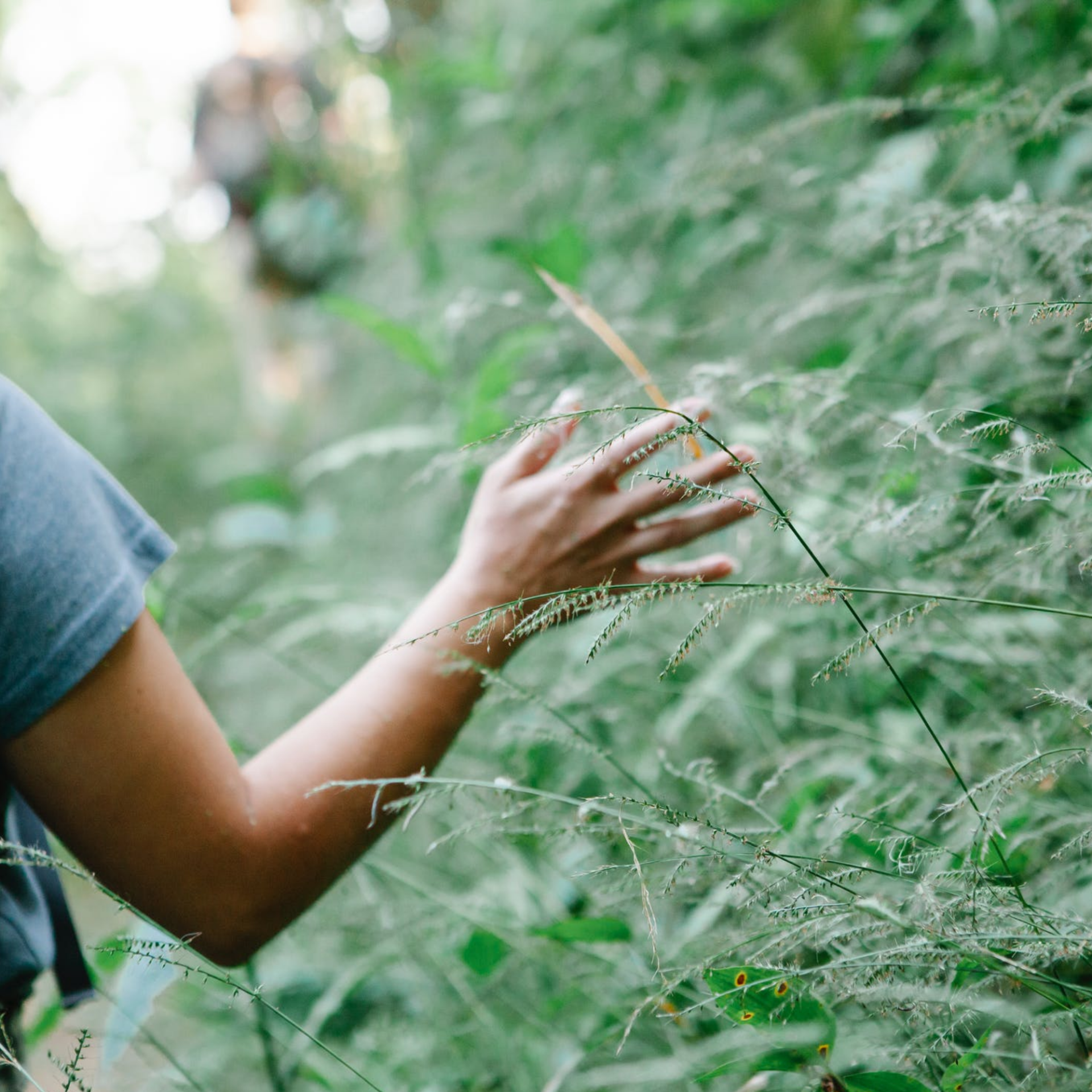 A person is touching a plant with their hand