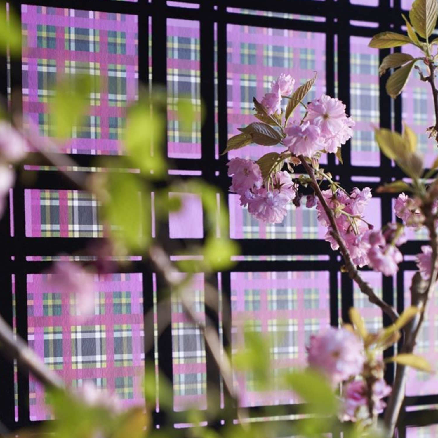 A tree with pink flowers against a pink plaid background